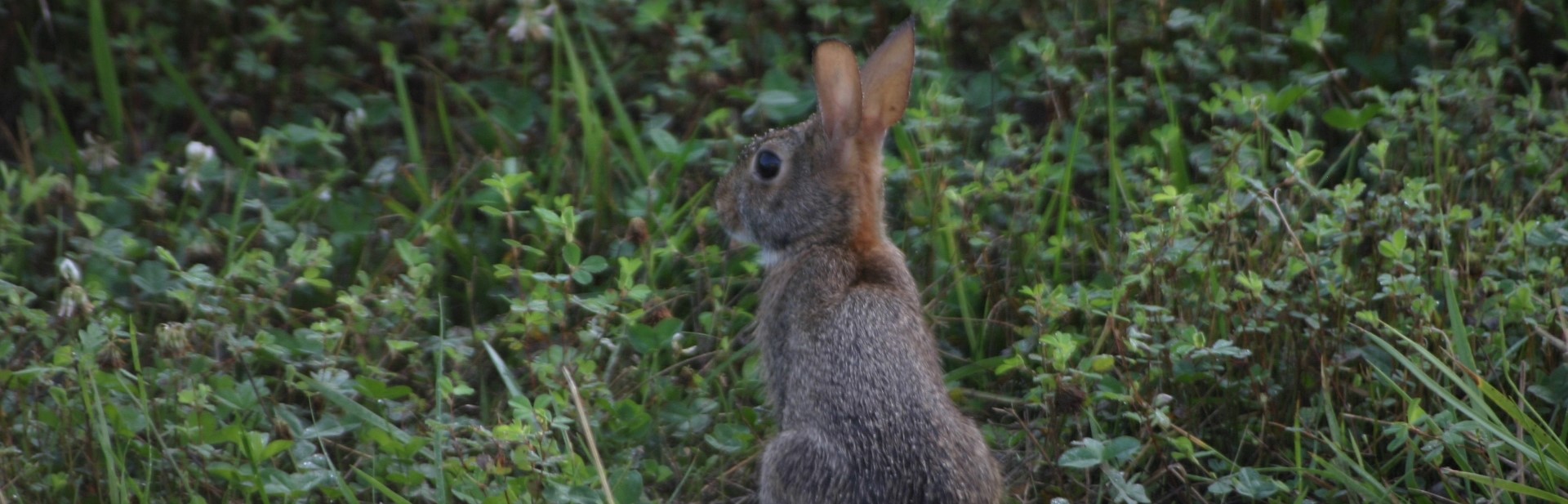 Rabbit Hunting Kentucky Department of Fish & Wildlife